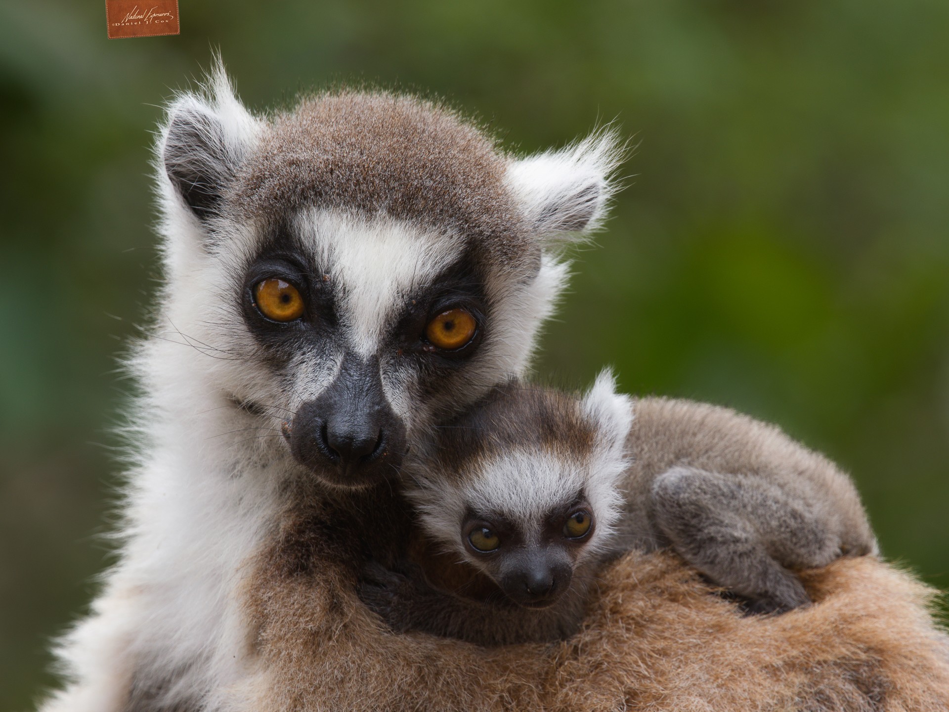 Ring-tailed Lemur Family Natural Note