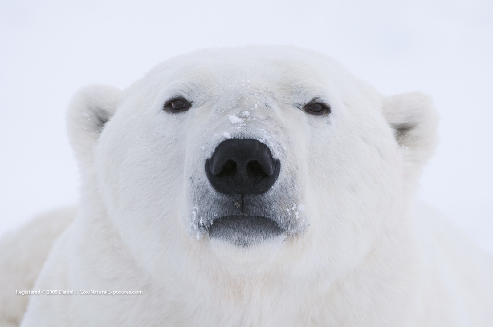 Save Our Sea Ice Natural Note