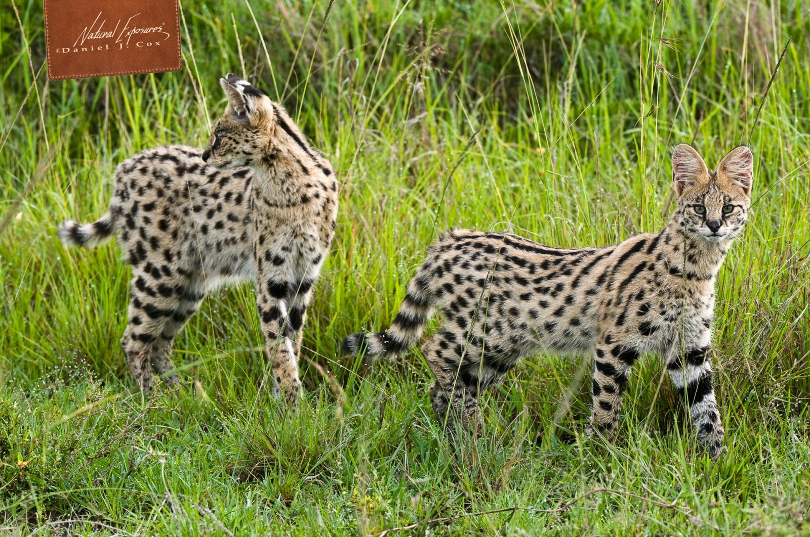Serval Cats Natural Note