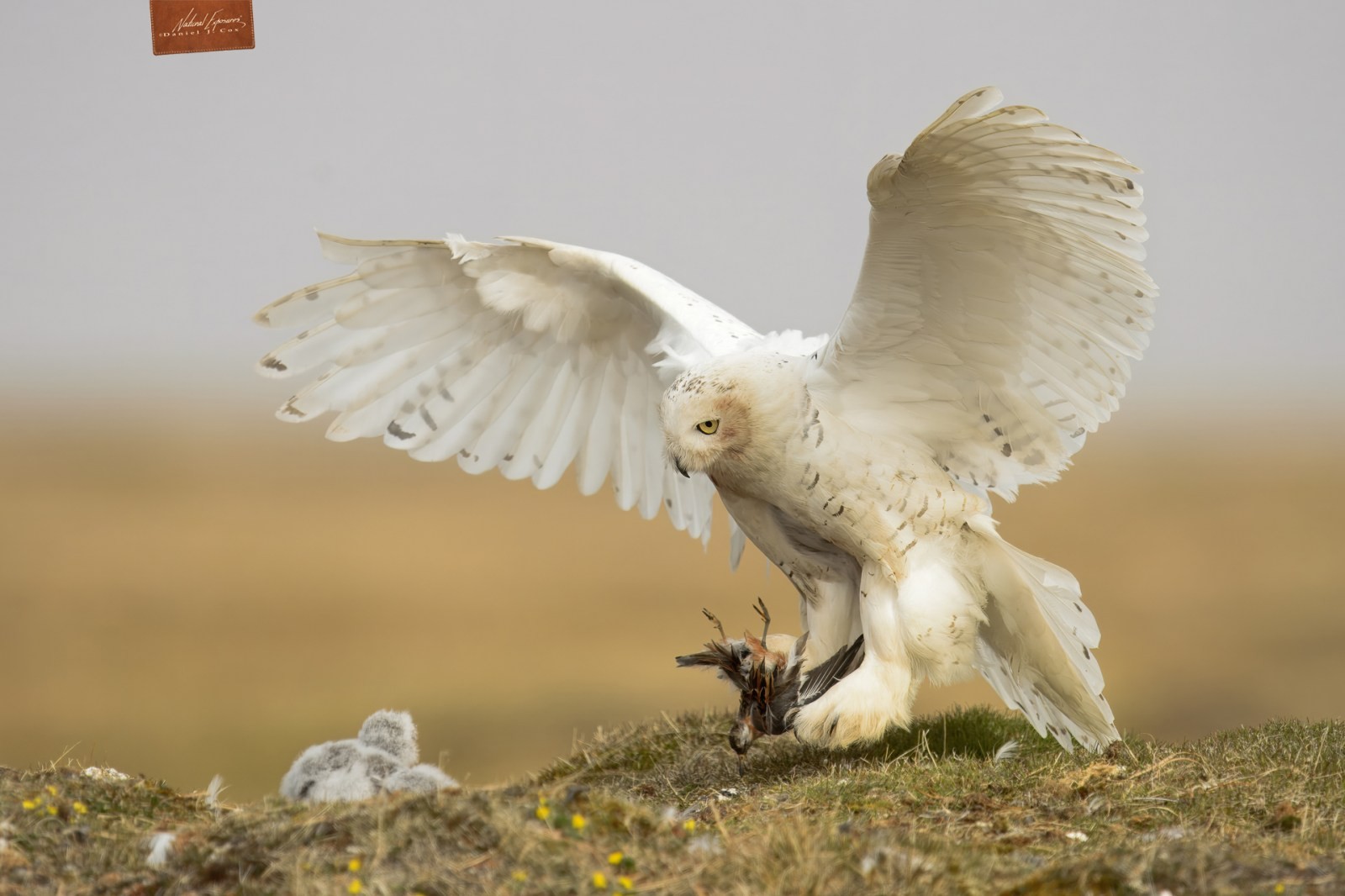SoCal Snowy Owl Natural Note