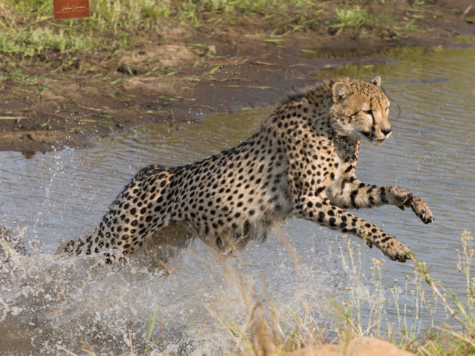 D1808212 Southeast African Cheetah Natural Note