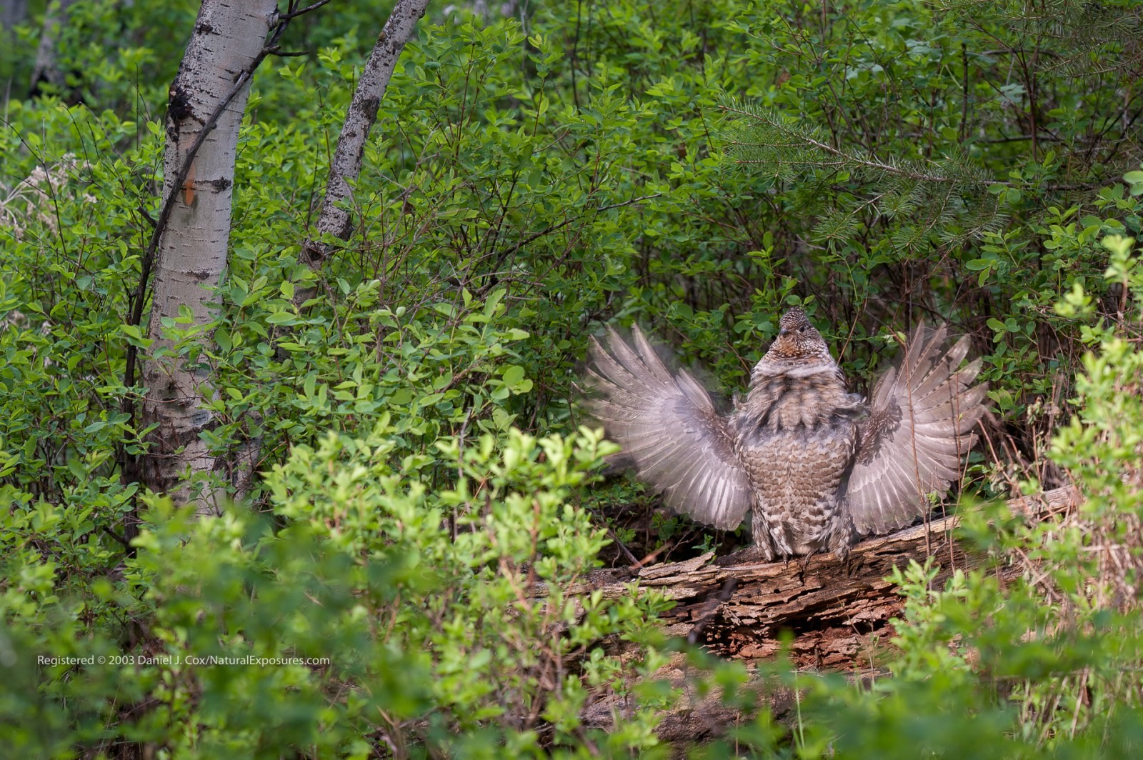 Spring Courtship Natural Note