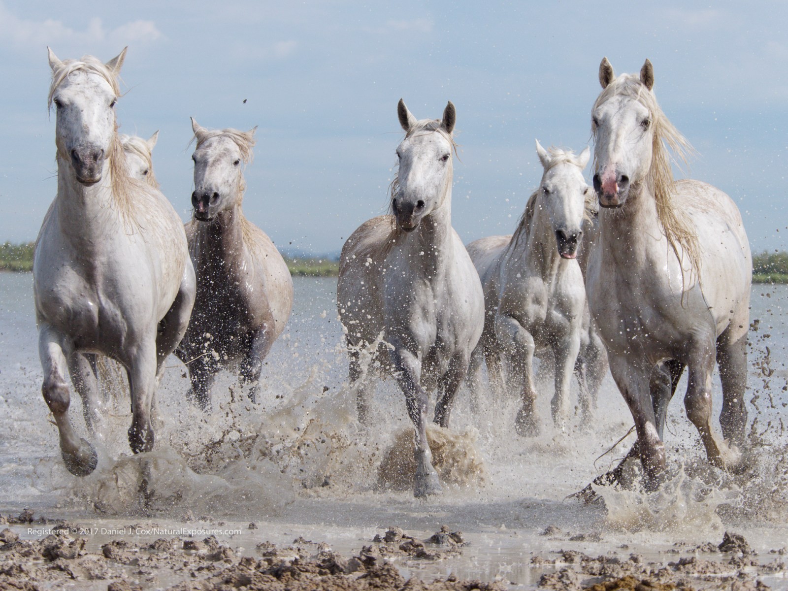 Stallions of the Camargue Natural Note