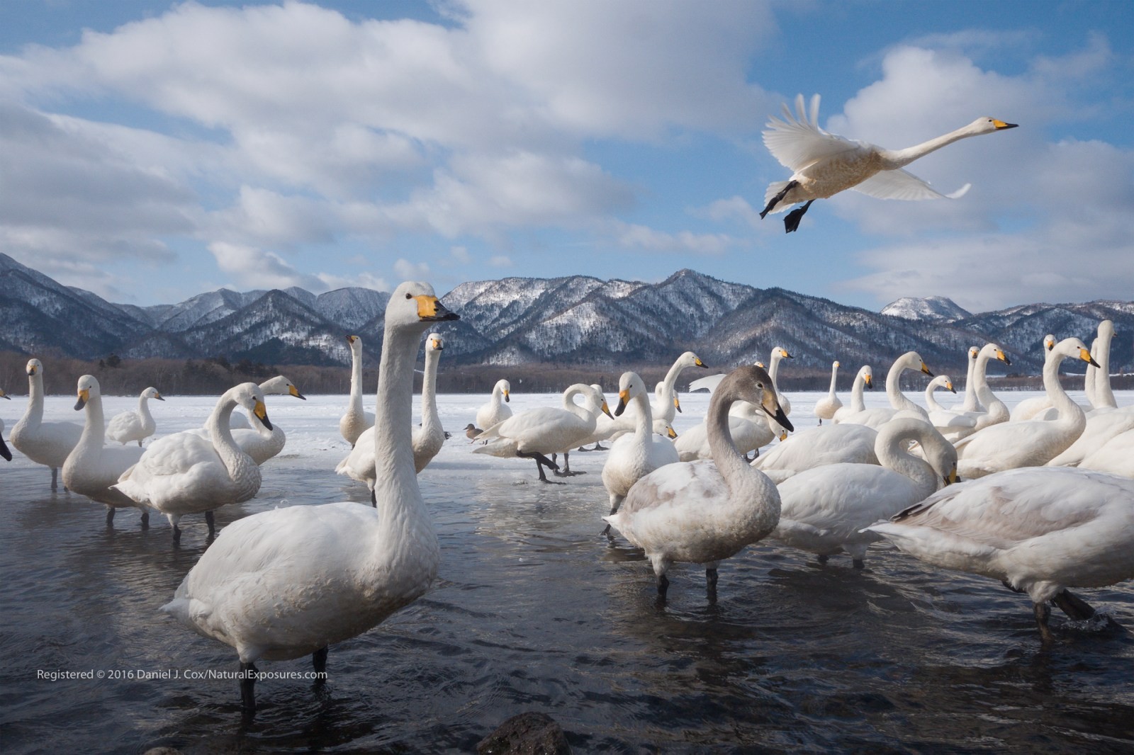 Swans of Lake Kussharo Natural Note