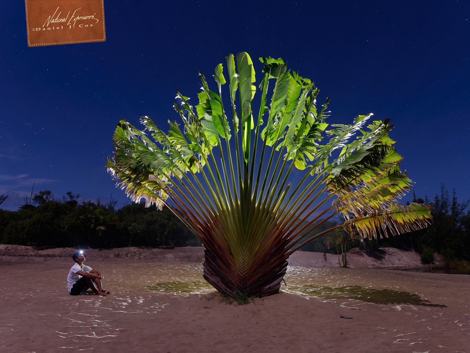 Traveler's Palm Madagascar Natural Note