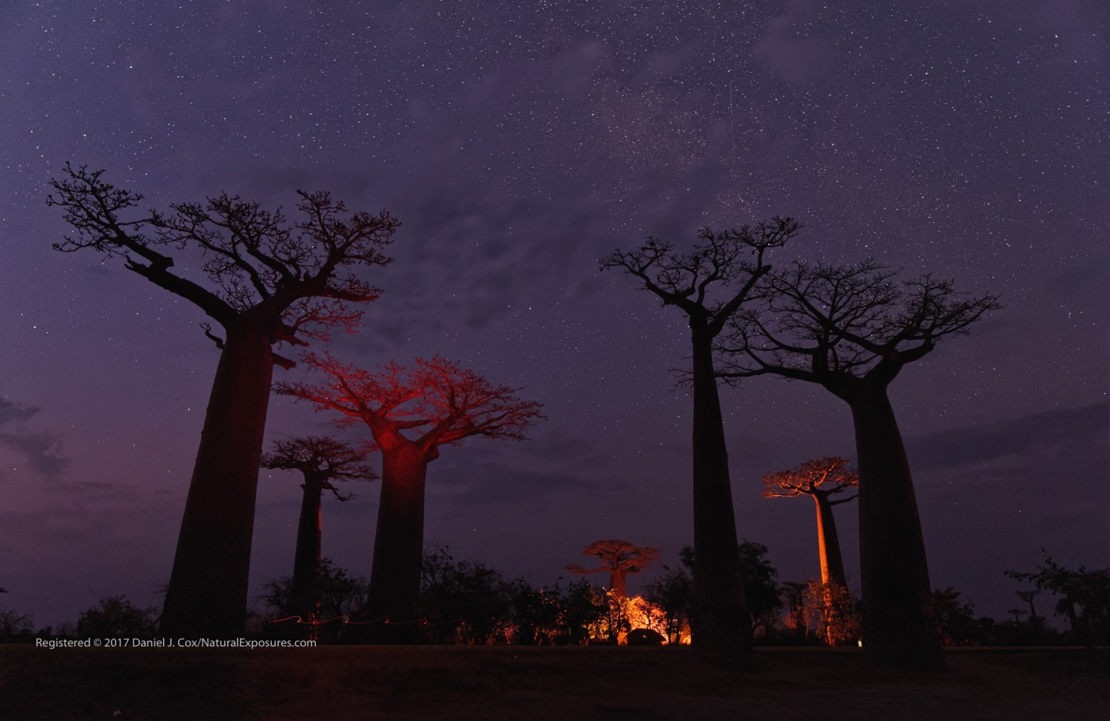 Trees That Time Forgot Natural Note