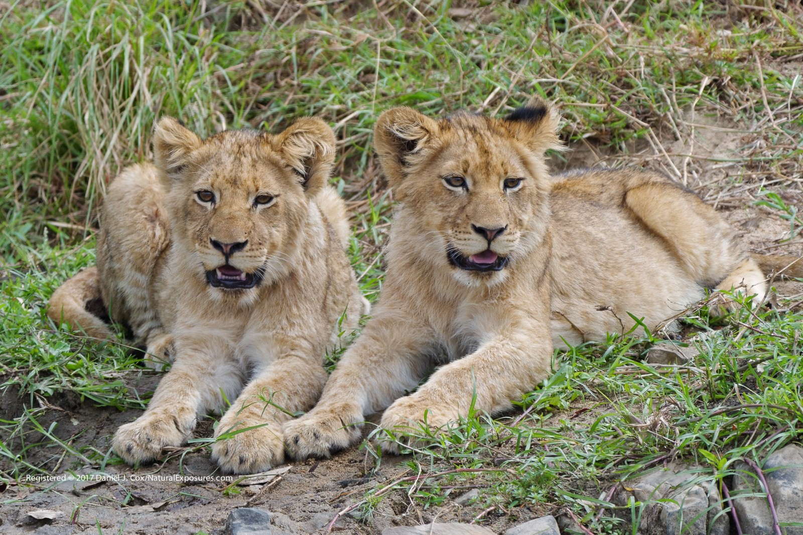 Two from the Pride Natural Note