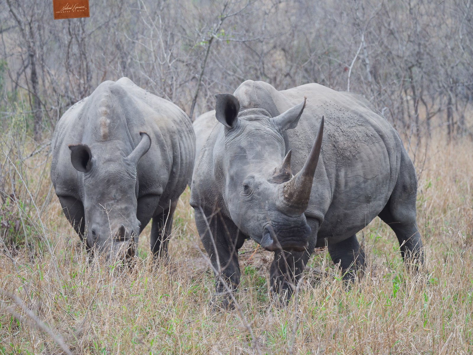 White Rhinos Natural Note