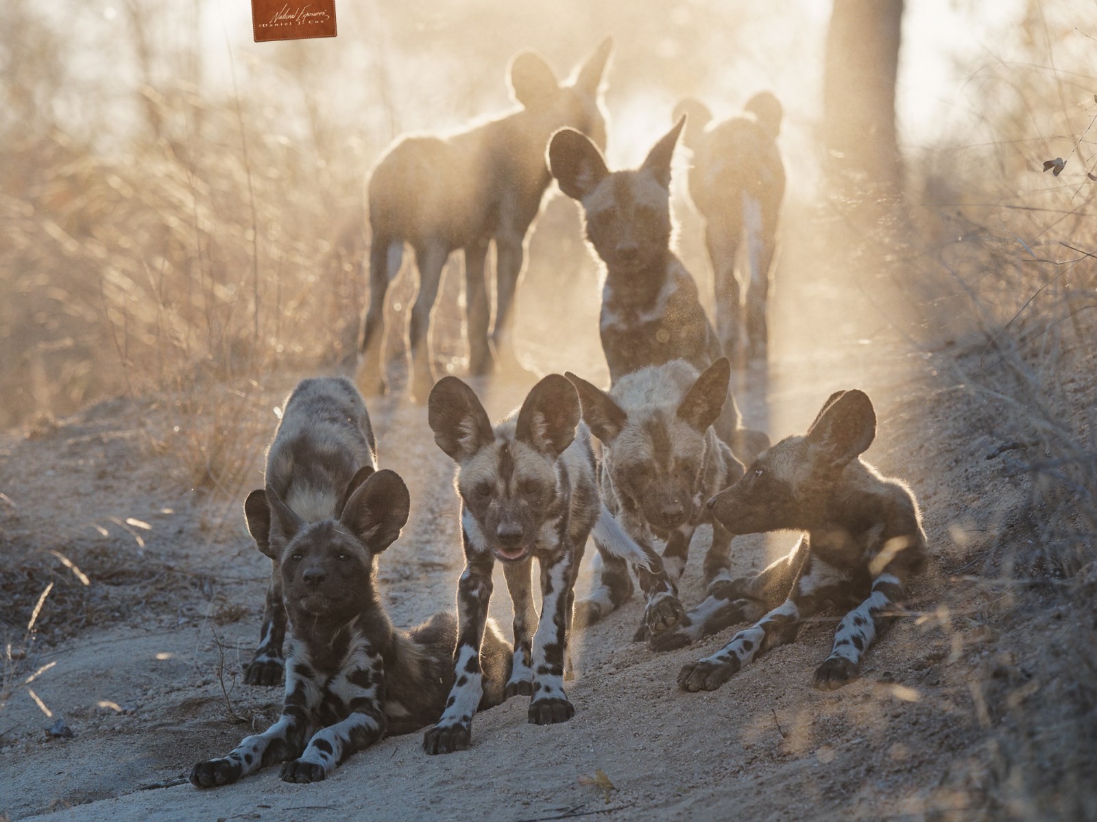 Wild Dog Puppies Natural Note