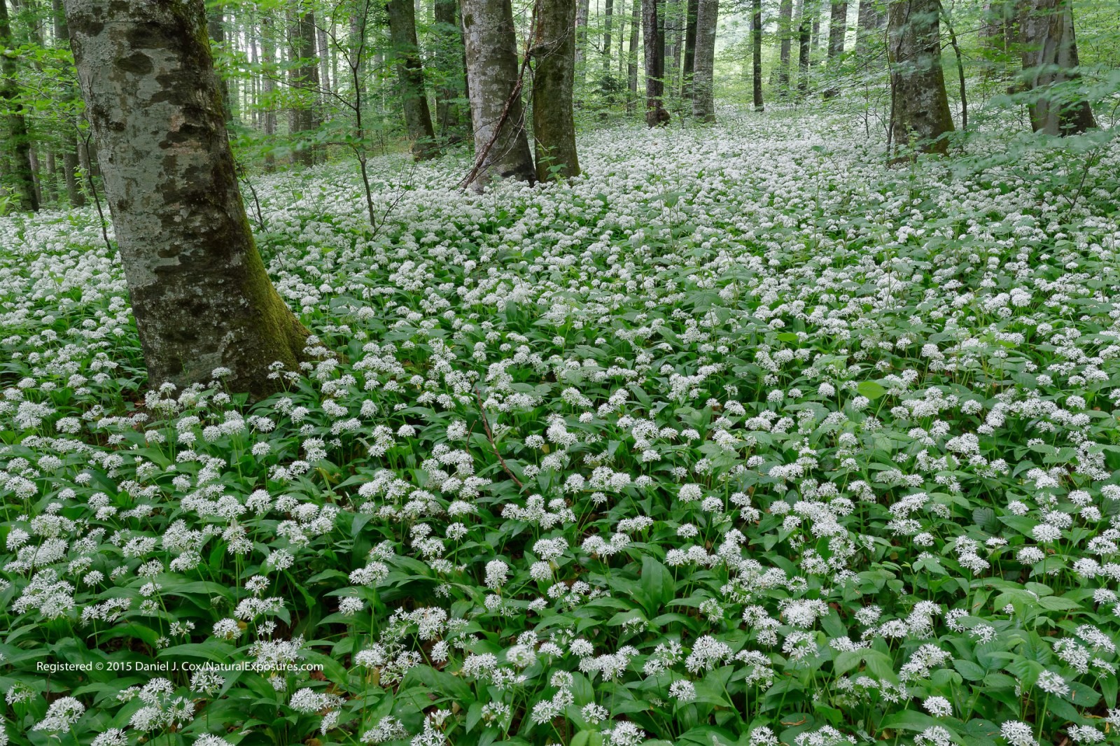 Wild Garlic Patch Natural Note