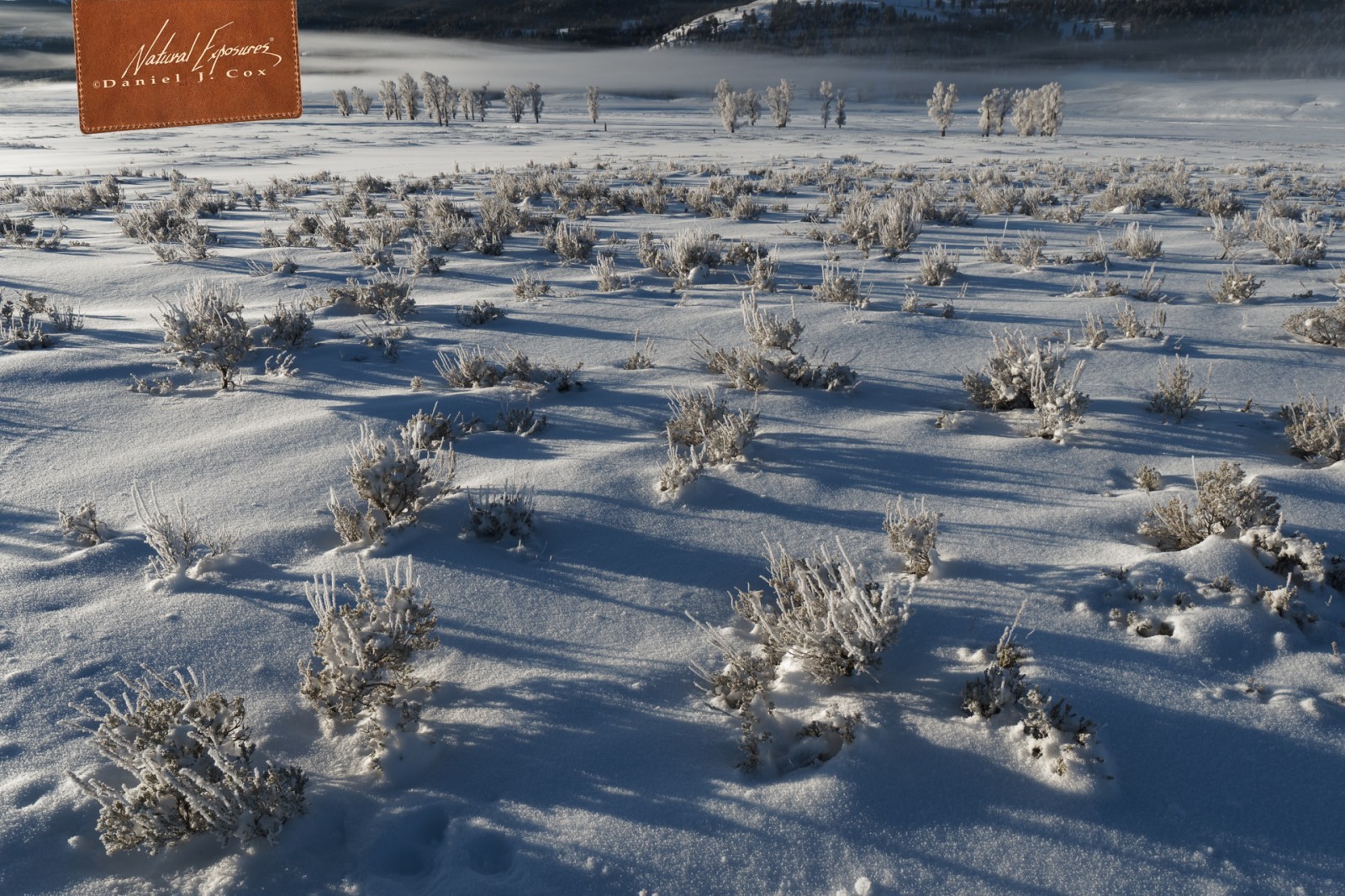 Winter in Lamar Valley Natural Note