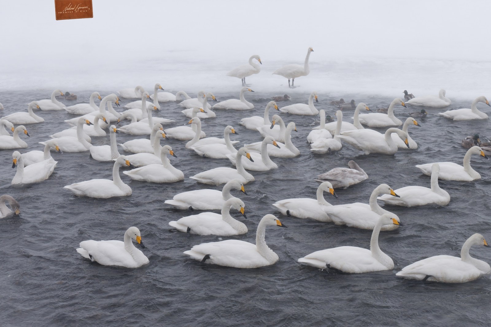 Wonderful Whoopers Natural Note
