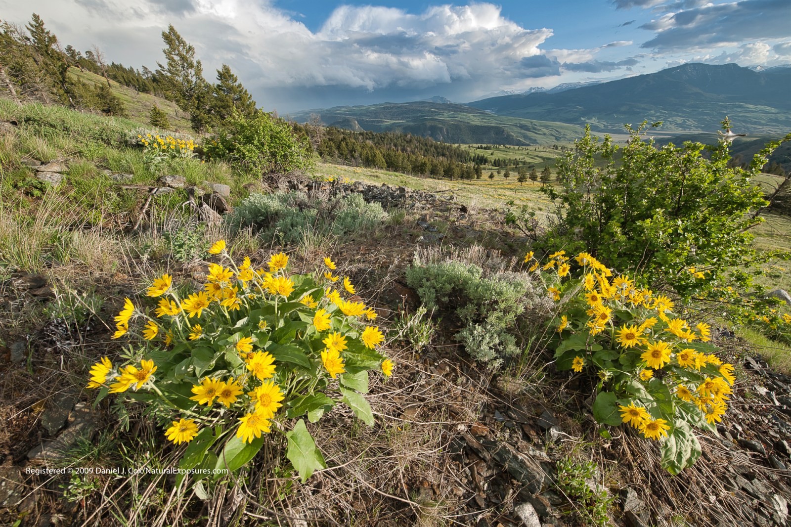 Yellowstone in Bloom Natural Note