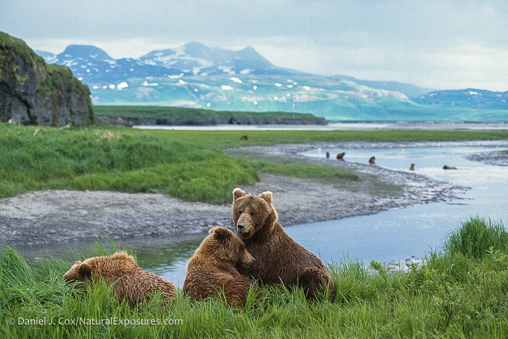 2021 Alaska Bears by Air Photography Tour photography, photo 1