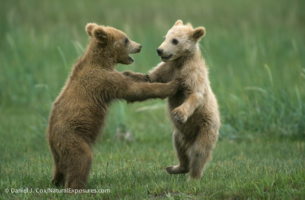 2016 Alaska Brown Bear Boat Photography Tour I photography, photo 1