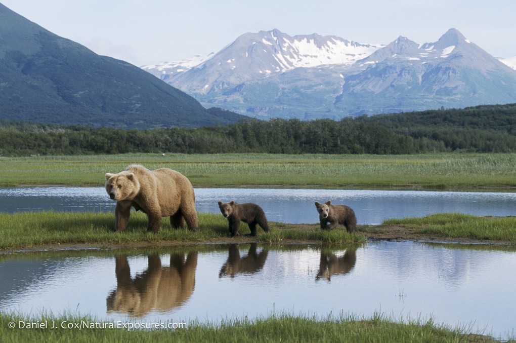 2020 Alaska Bears by Air Photography Tour I photography