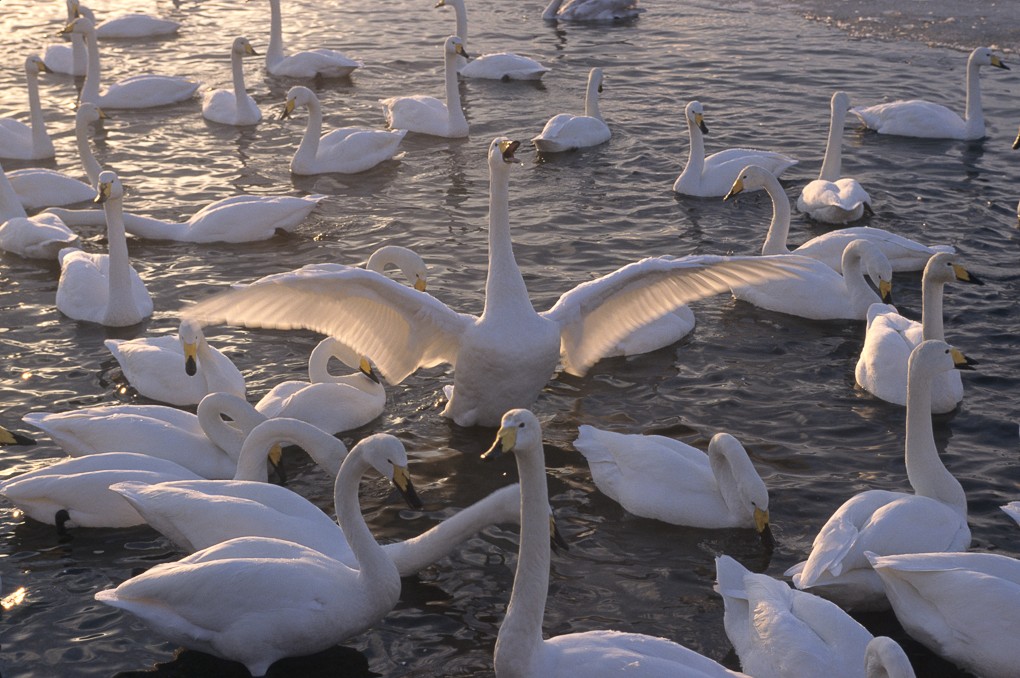 2014 Japan Winter Wildlife Photography Tour II photography