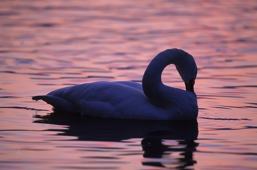 2014 Japan Winter Wildlife Photography Tour I photography