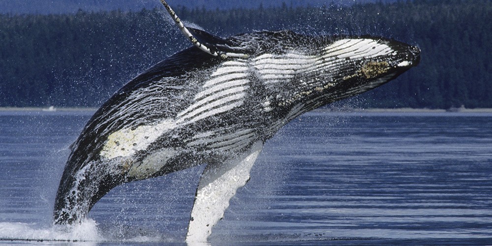 2014 Alaska Whale-Watching Photo Expedition I photography