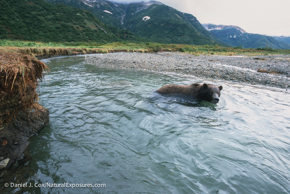 2020 Alaska Bears by Air Photography Tour II photography, photo 1