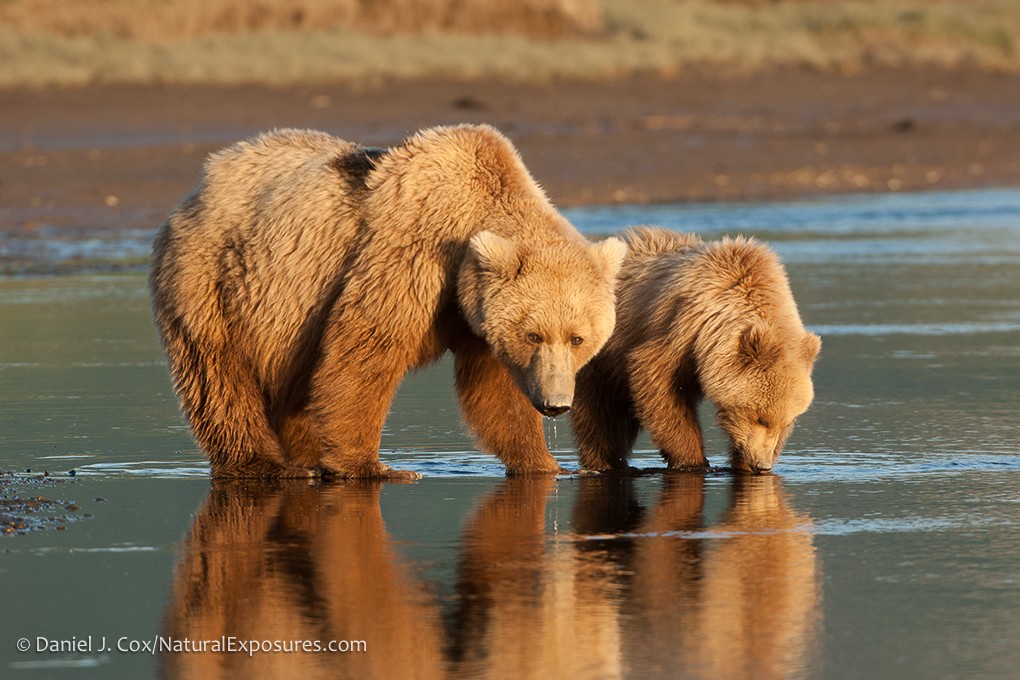 2022 Alaska Brown Bear Photography Tour II photography, photo 1