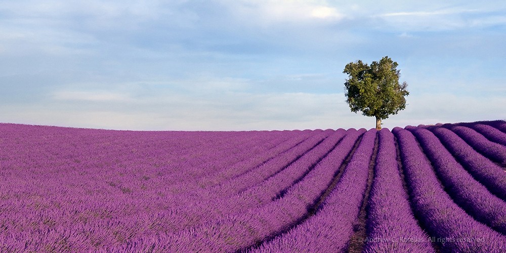 2025 Camargue and Provence France Photography Tour I photography