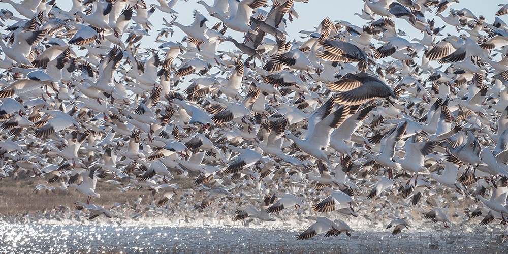 2018 Bosque del Apache Bird and White Sands Photography Tour II photography