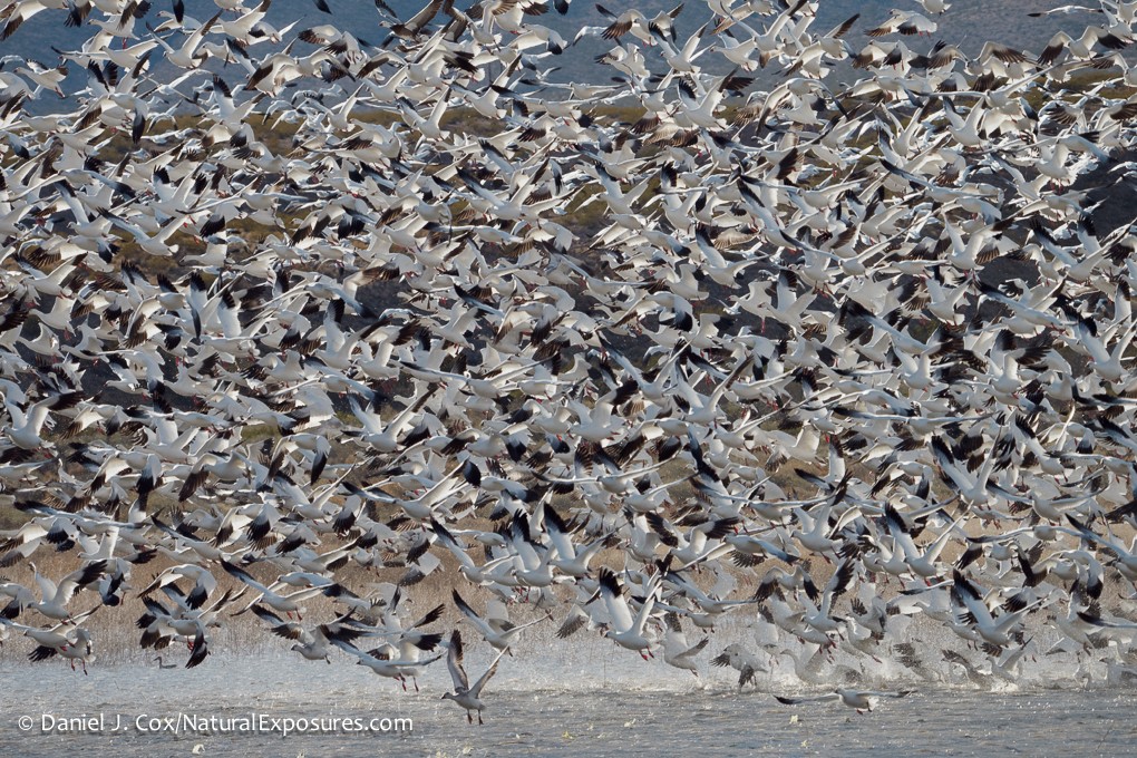 2018 Bosque del Apache Bird and White Sands Photography Tour I photography, photo 1