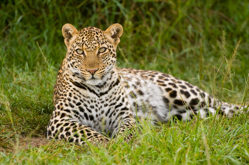 2017 South Africa Ultimate Cat Experience photography