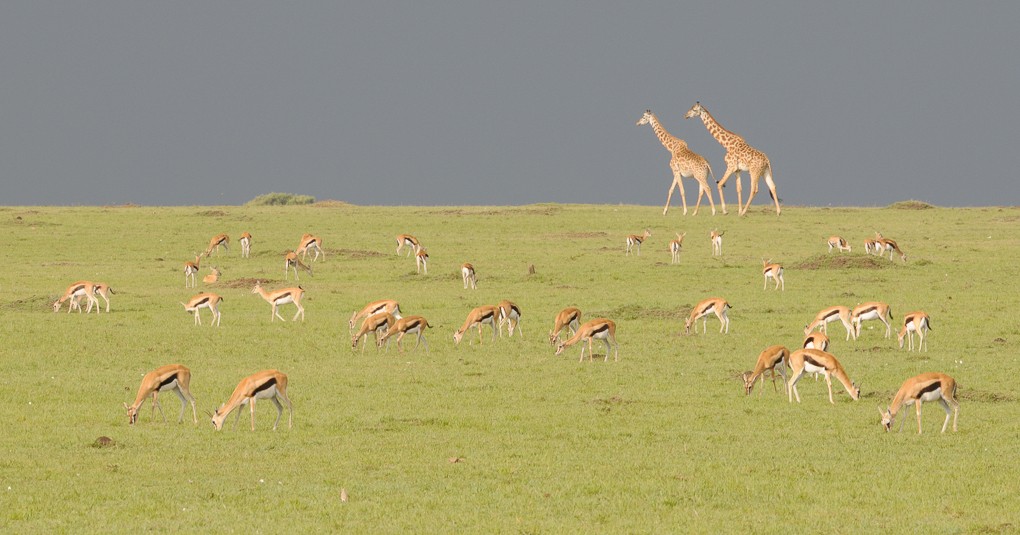 2015 Kenya Photography Tour II photography