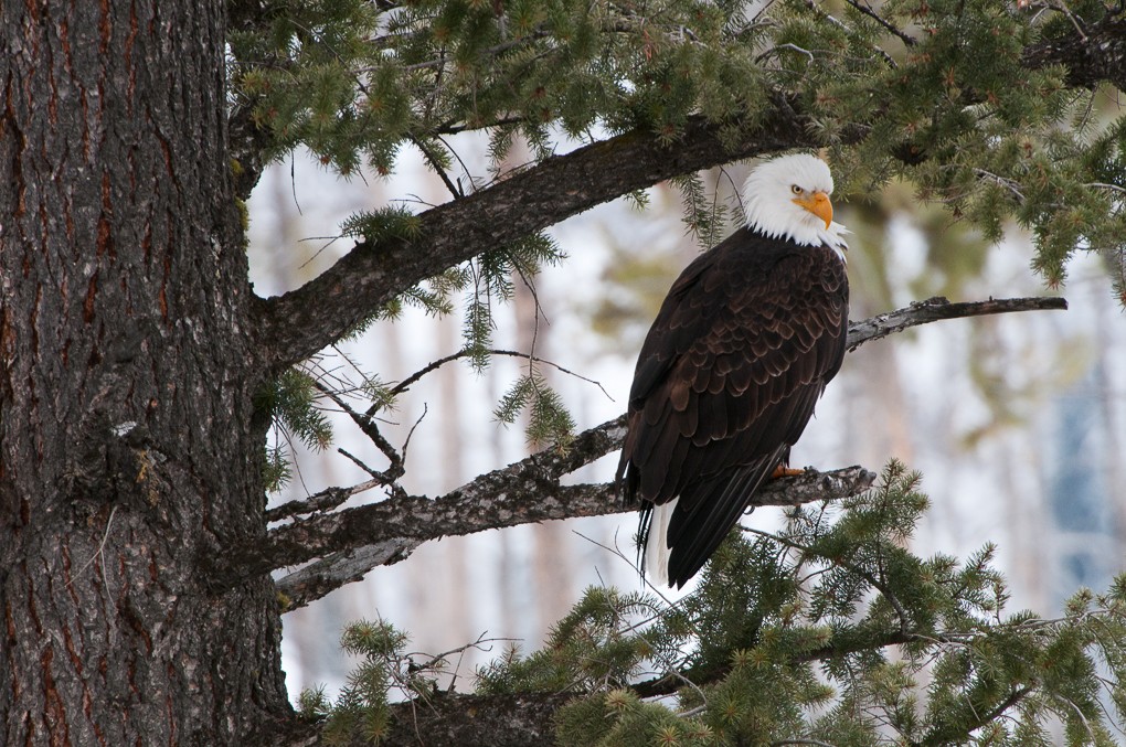 2014 Winter in Yellowstone Photography Tour II photography