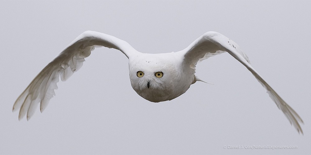 2026 Alberta Owl Photography Tour photography