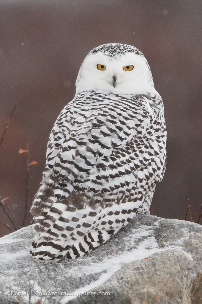 2026 Alberta Owl Photography Tour photography, photo 1
