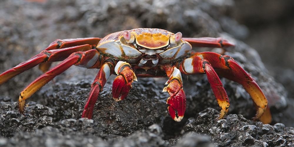 2024 Galápagos Photography Tour by Private Luxury Yacht I photography