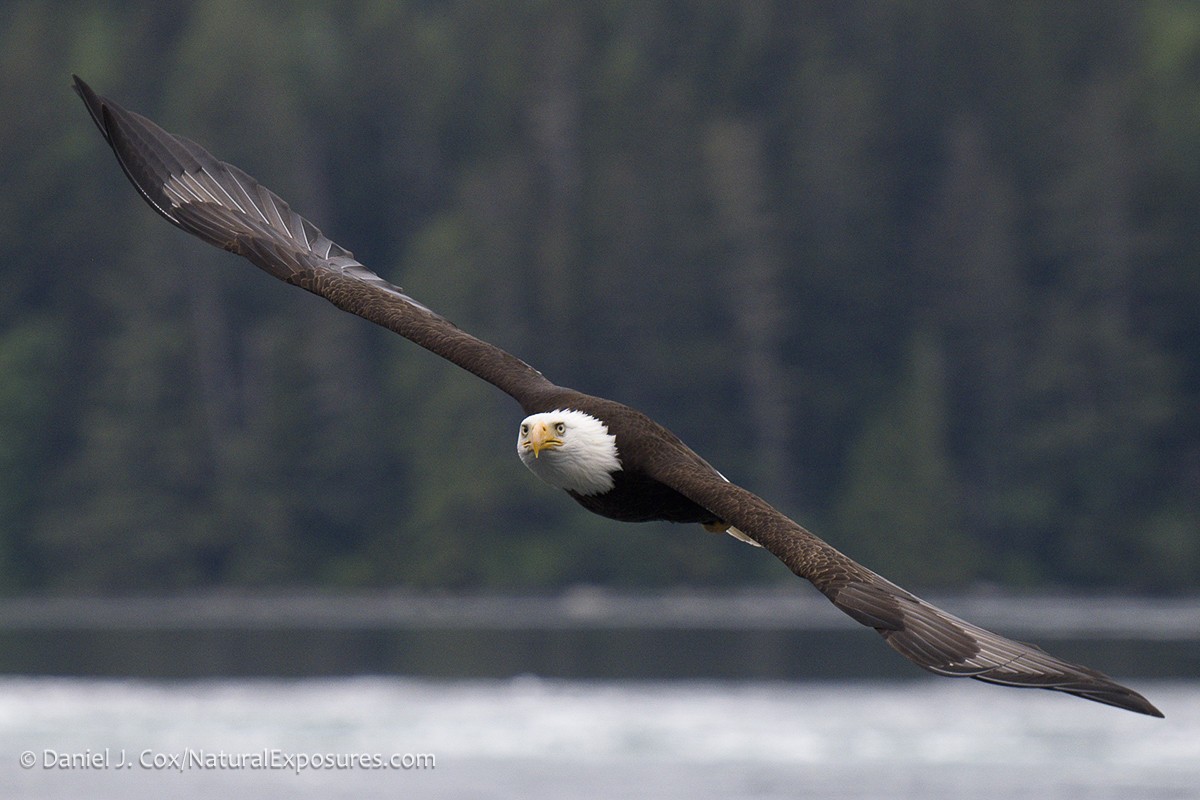 2026 Canadian Bald Eagles & Coastal Wildlife I photography, photo 1