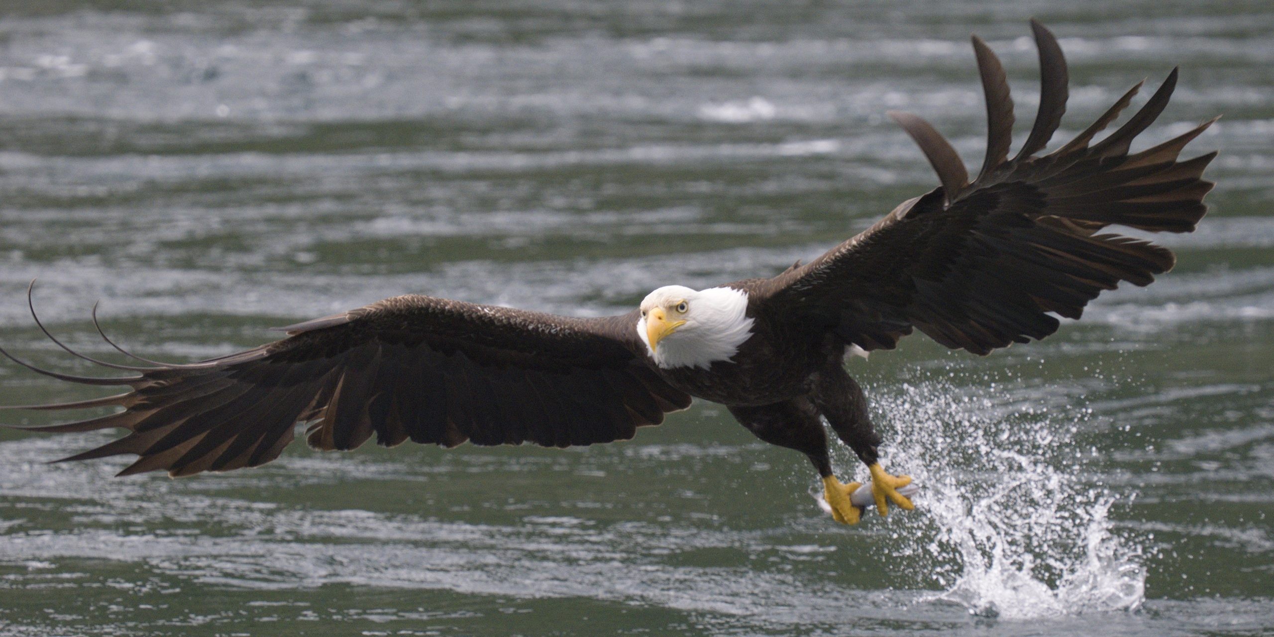 2026 Canadian Bald Eagles & Coastal Wildlife I photography