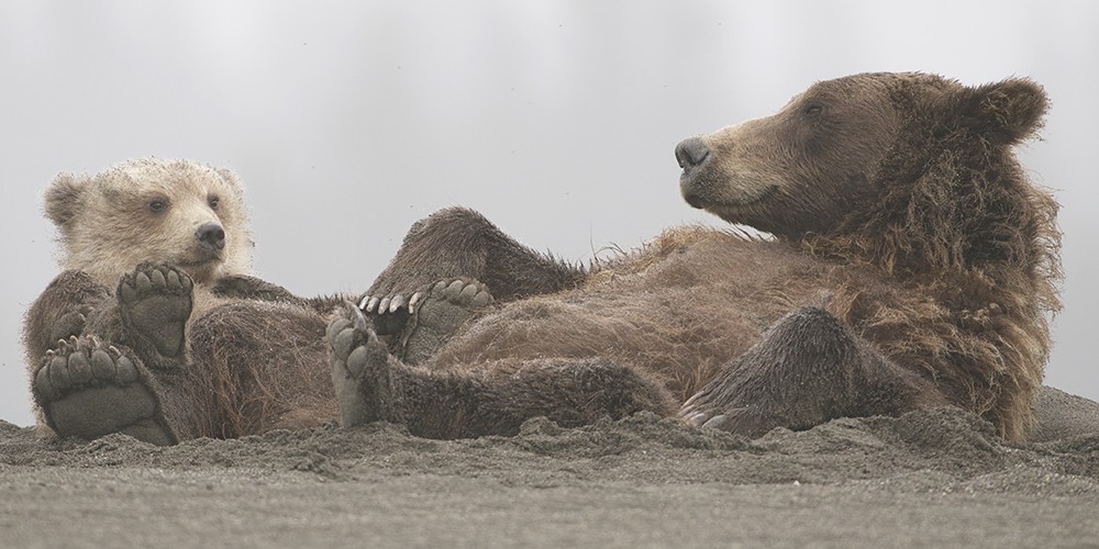 2019 Alaska Brown Bear Photography Tour I photography