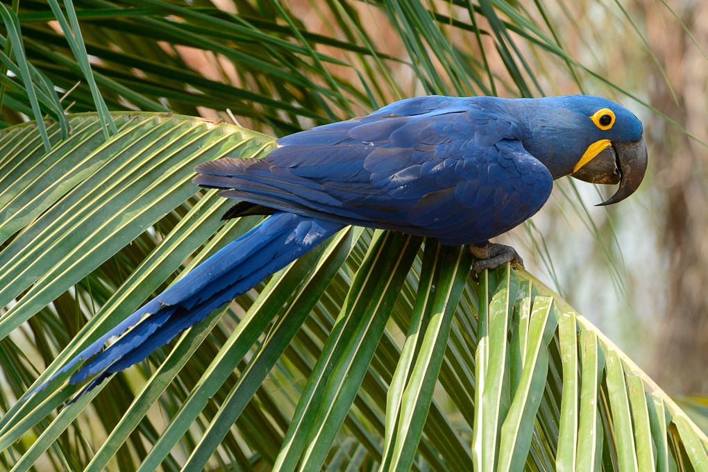 2013 Maned Wolf, Hyacinth Macaw, Bearded Capuchin Monkey Photo Tour photography