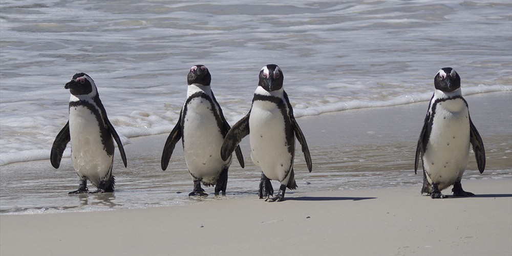 2015 South Africa – Cape Town Extension II photography