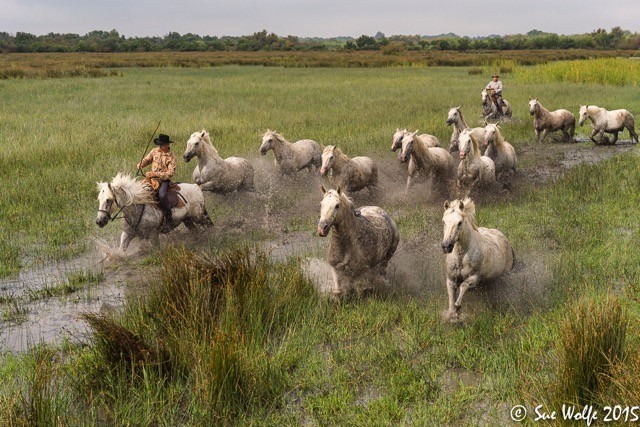 2017 Camargue and Provence France Photography Tour II photography, photo 13