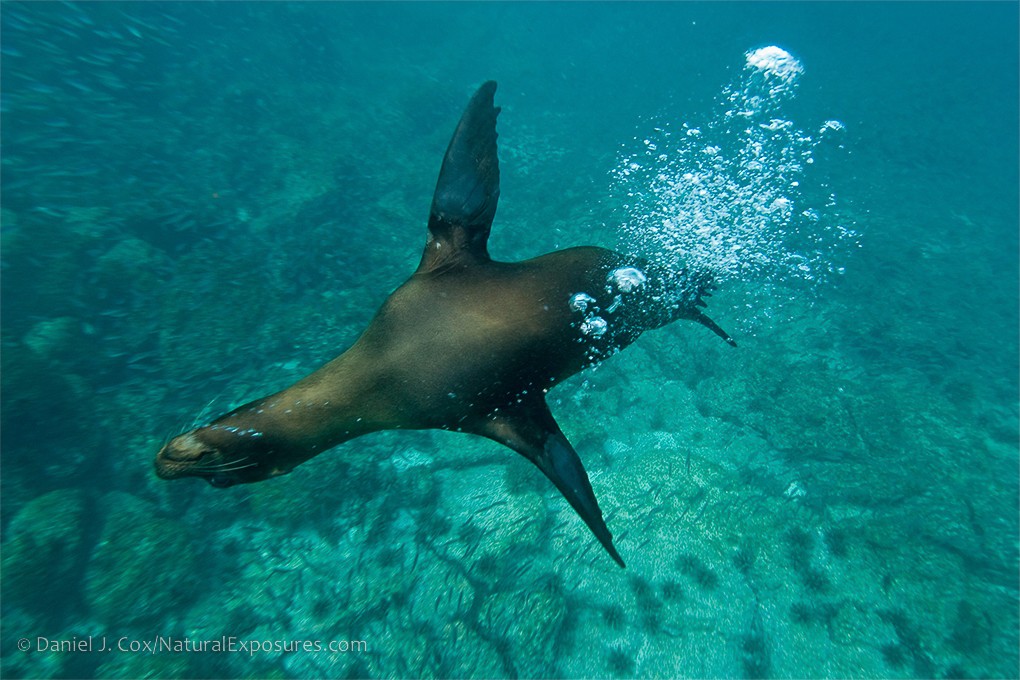 2024 Galápagos Photography Tour by Private Luxury Yacht I photograph