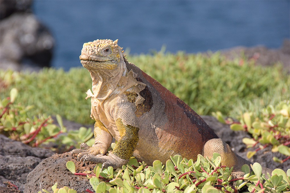 2024 Galápagos Photography Tour by Private Luxury Yacht I photograph
