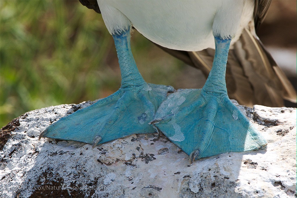 2024 Galápagos Photography Tour by Private Luxury Yacht I photograph