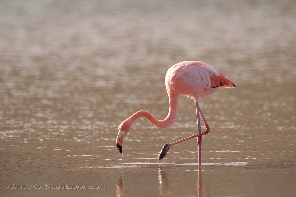 2024 Galápagos Photography Tour by Private Luxury Yacht I photograph