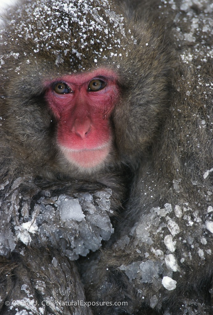 2026 Japan Winter Wildlife Photography Tour I photography, photo 1