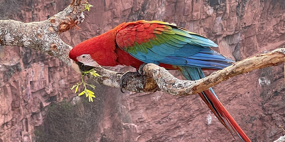 2023 Brazil Macaw Canyon and Giant Anteater Photography Tour photography
