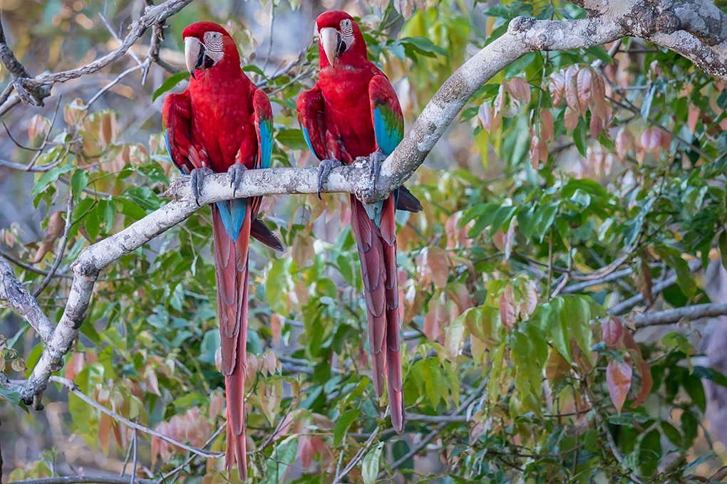 2023 Brazil Macaw Canyon and Giant Anteater Photography Tour photography, photo 1