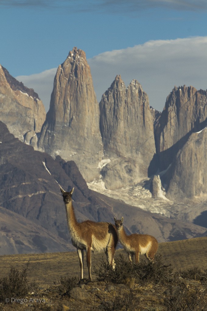 2025 Patagonia Puma Photography Tour I photography, photo 1