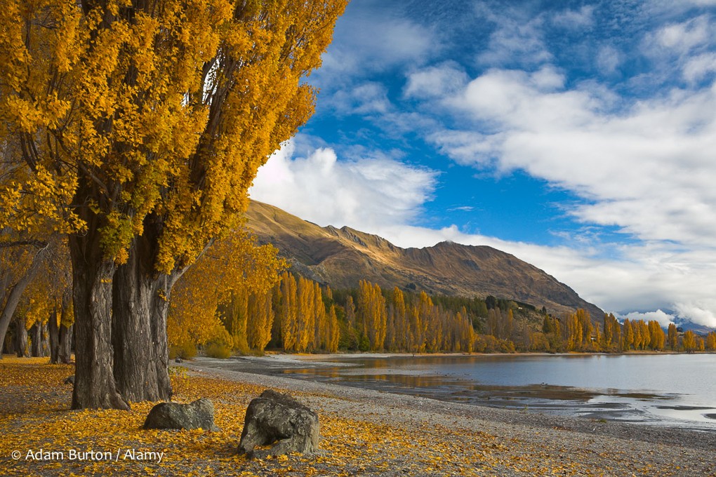 2018 New Zealand Ultimate Autumn Foliage Photography Tour II photography, photo 1
