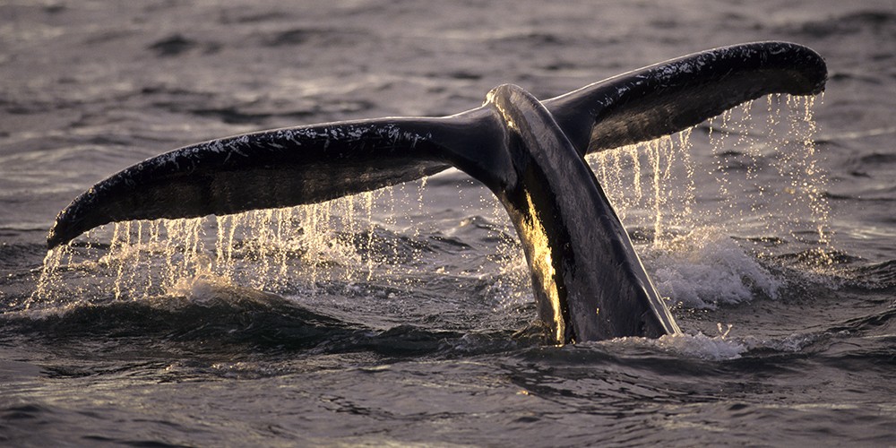 2015 Alaska Whale Watching Photo Expedition photography